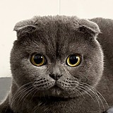小士心的头像