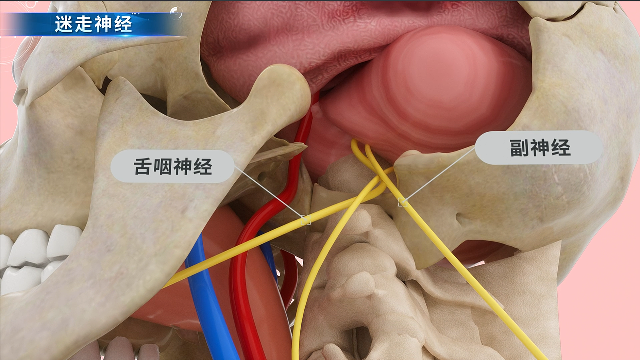医疗医学科普动画（图ZNDAzNzU1OTE2） - 动画/影视 - 站酷设计师BRAIN不云文化原创素材 - 站酷ZCOOL