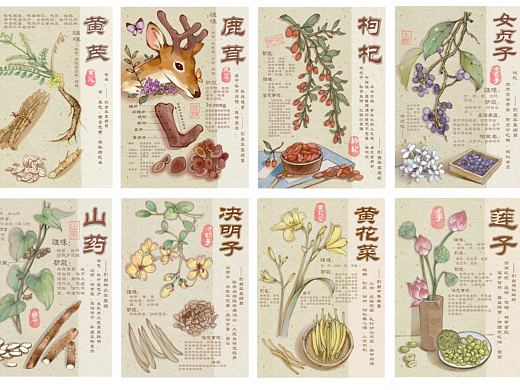 中药材插画创作（科普性质）