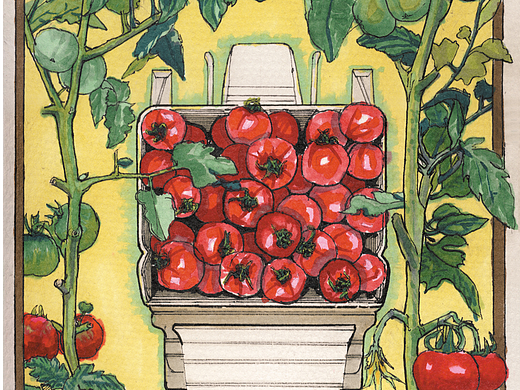 插畫《掉井奶奶之西紅柿飛車》（個人主頁-ZNzMyOTAxOTI=） - 創(chuàng)作習(xí)作 - 站酷設(shè)計師賽斯1976原創(chuàng)素材 - 站酷ZCOOL