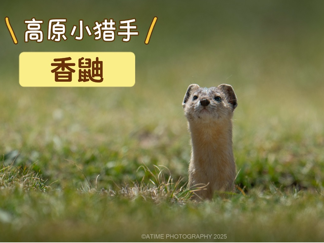 高原小猎手，香鼬