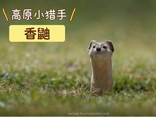 高原小猎手，香鼬