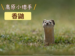 高原小猎手，香鼬
