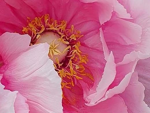 牡丹盛处是春深：一园芳菲入画来