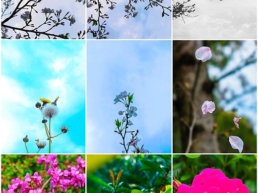 春日浪漫预警！繁花嫩蕊，揉碎成人间温柔欢喜