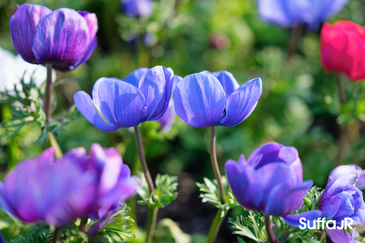 上海迪士尼人们（图ZNDA0MDYzNTU2） - 人文/纪实摄影 - 站酷设计师朱尼尔沙发SUFFA原创素材 - 站酷ZCOOL