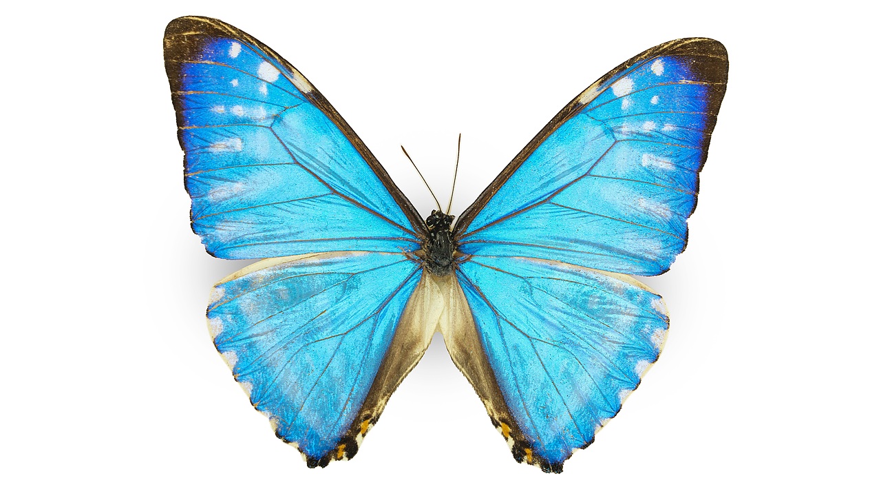 闪蝶标本展示（图ZNDA0MDg5NzQ4） - 其他摄影 - 站酷设计师饭饭饭樊原创素材 - 站酷ZCOOL