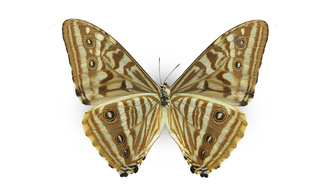 闪蝶标本展示（图ZNDA0MDg5NzUy） - 其他摄影 - 站酷设计师饭饭饭樊原创素材 - 站酷ZCOOL