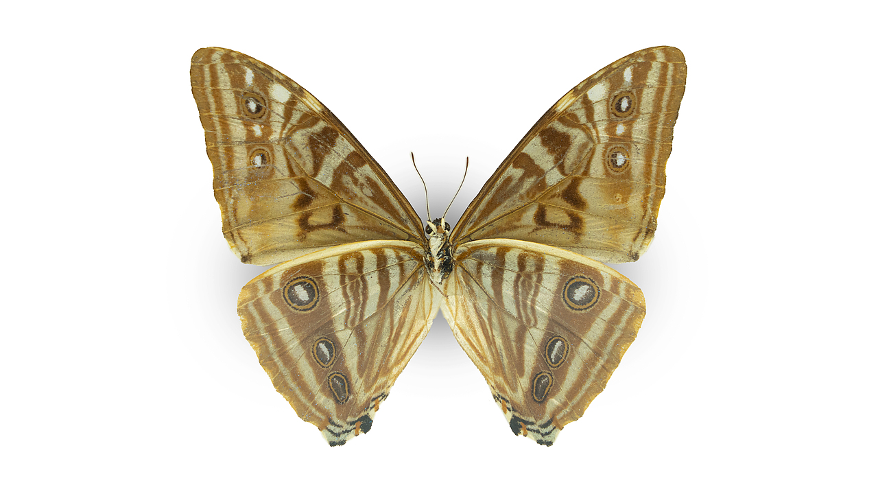 闪蝶标本展示（图ZNDA0MDg5NzYw） - 其他摄影 - 站酷设计师饭饭饭樊原创素材 - 站酷ZCOOL