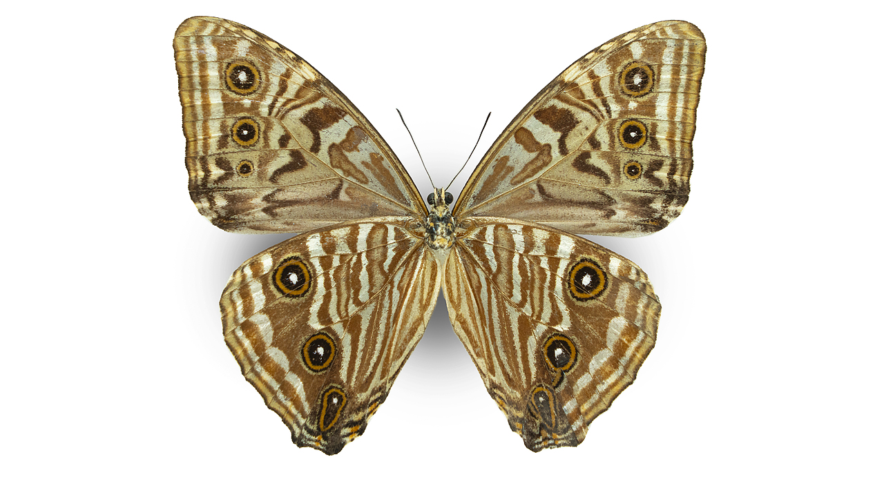 闪蝶标本展示（图ZNDA0MDg5NzY4） - 其他摄影 - 站酷设计师饭饭饭樊原创素材 - 站酷ZCOOL