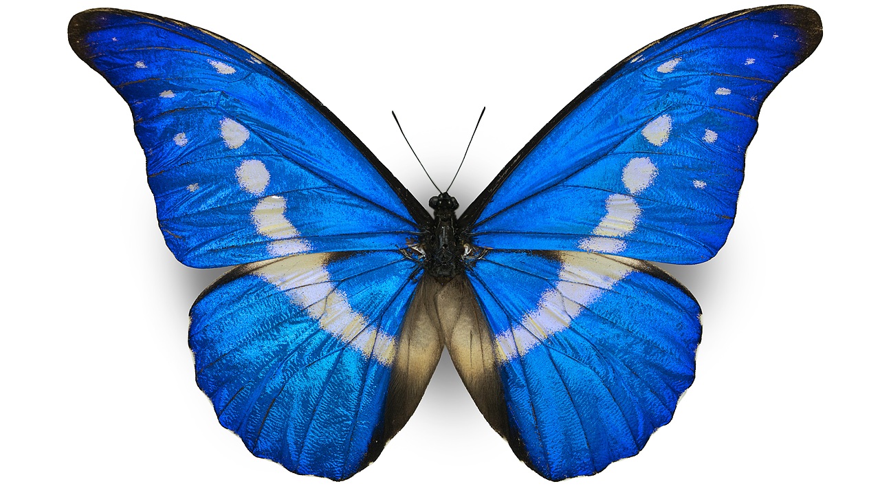 闪蝶标本展示（图ZNDA0MDkwMjUy） - 其他摄影 - 站酷设计师饭饭饭樊原创素材 - 站酷ZCOOL