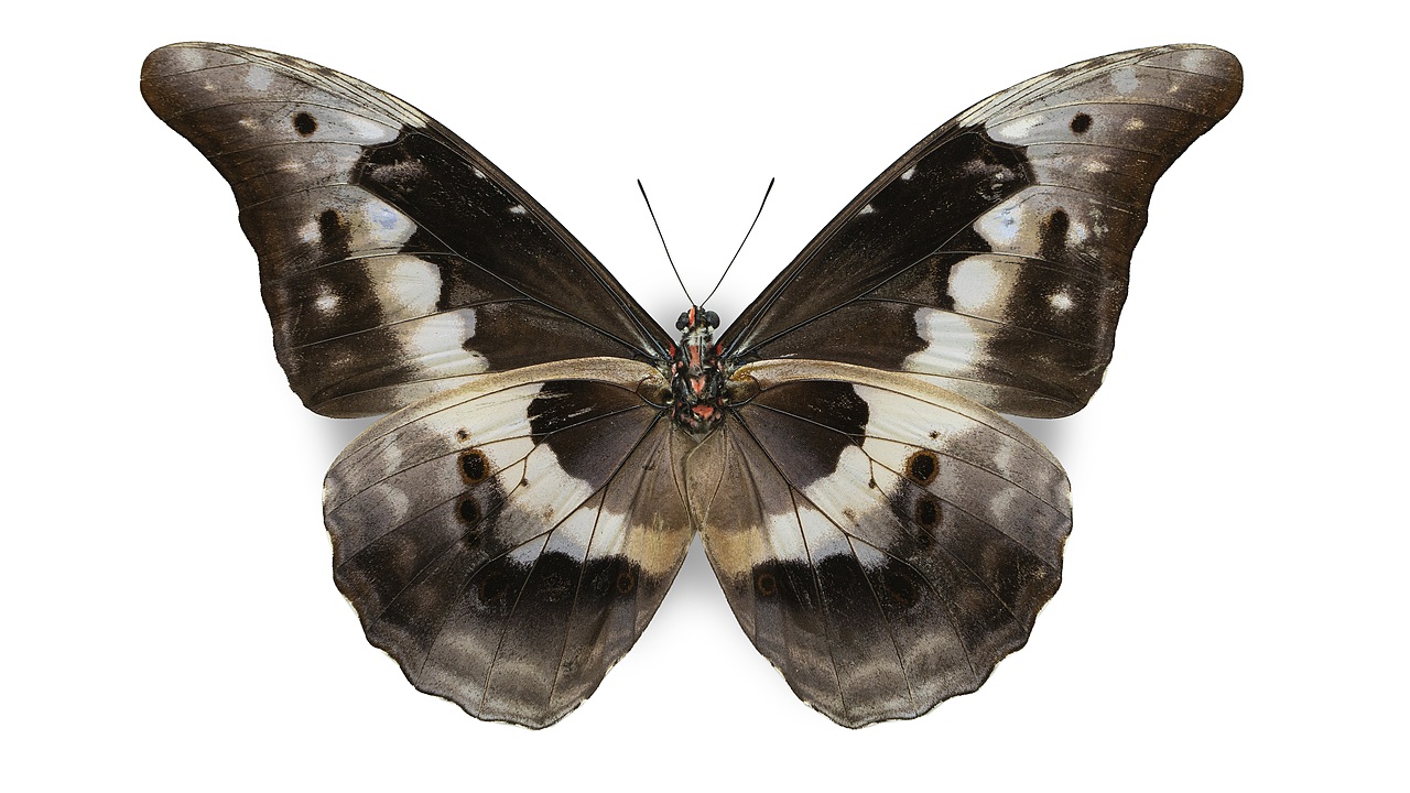 闪蝶标本展示（图ZNDA0MDkwMjIw） - 其他摄影 - 站酷设计师饭饭饭樊原创素材 - 站酷ZCOOL