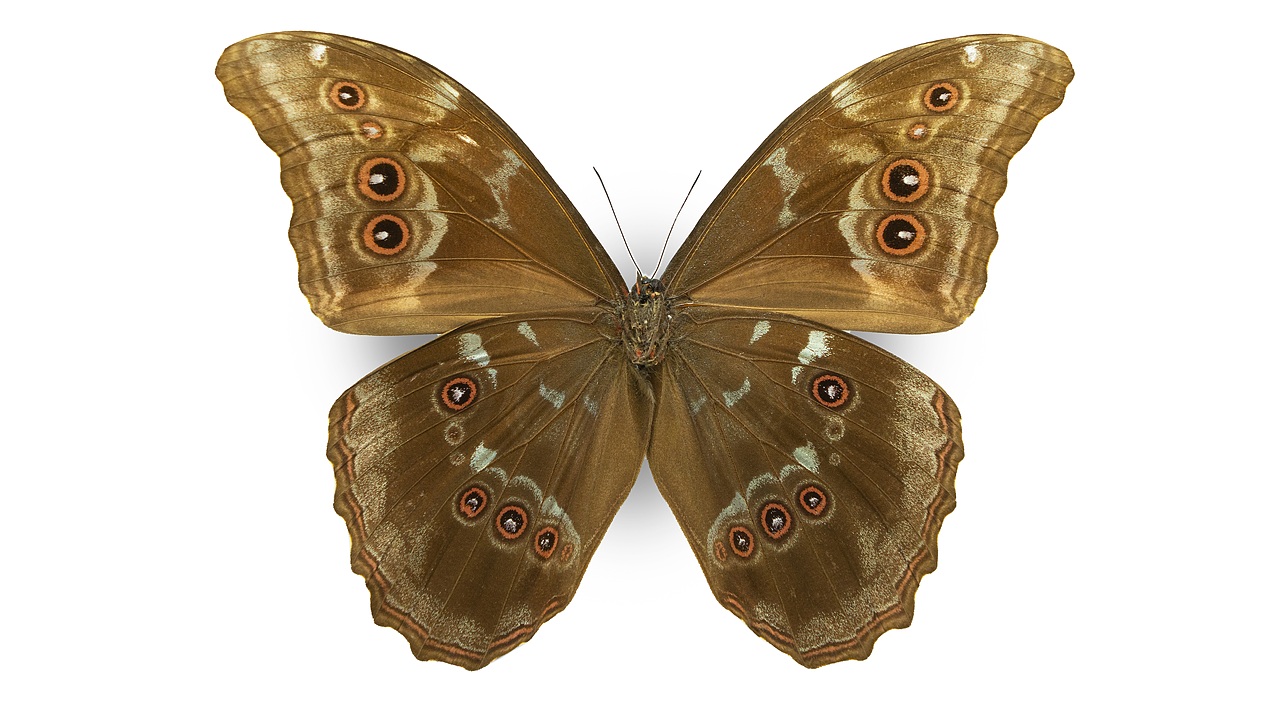 闪蝶标本展示（图ZNDA0MDkwMjYw） - 其他摄影 - 站酷设计师饭饭饭樊原创素材 - 站酷ZCOOL