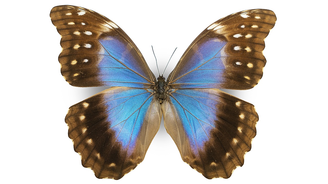 闪蝶标本展示（图ZNDA0MDkwMjg4） - 其他摄影 - 站酷设计师饭饭饭樊原创素材 - 站酷ZCOOL