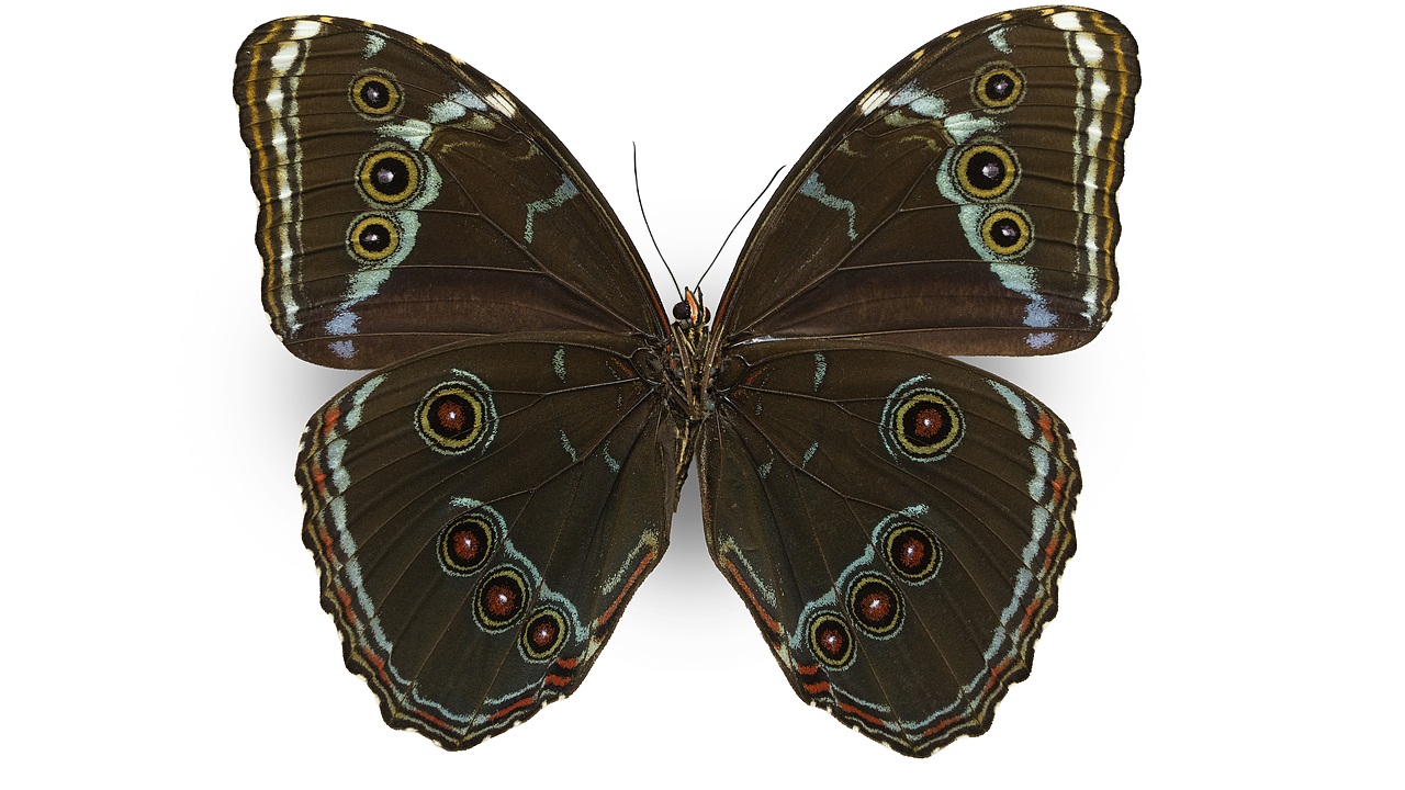 闪蝶标本展示（图ZNDA0MDkwMjc2） - 其他摄影 - 站酷设计师饭饭饭樊原创素材 - 站酷ZCOOL