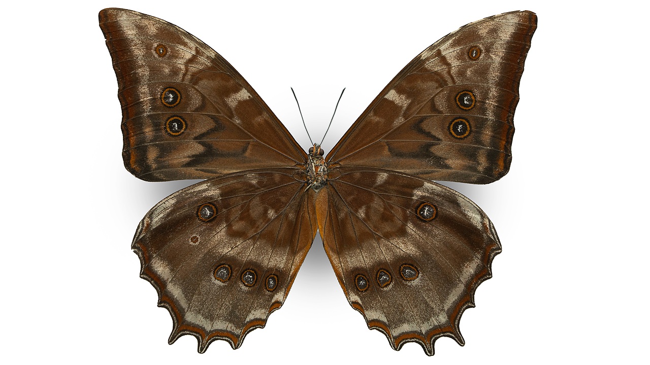 闪蝶标本展示（图ZNDA0MDkwMjY0） - 其他摄影 - 站酷设计师饭饭饭樊原创素材 - 站酷ZCOOL