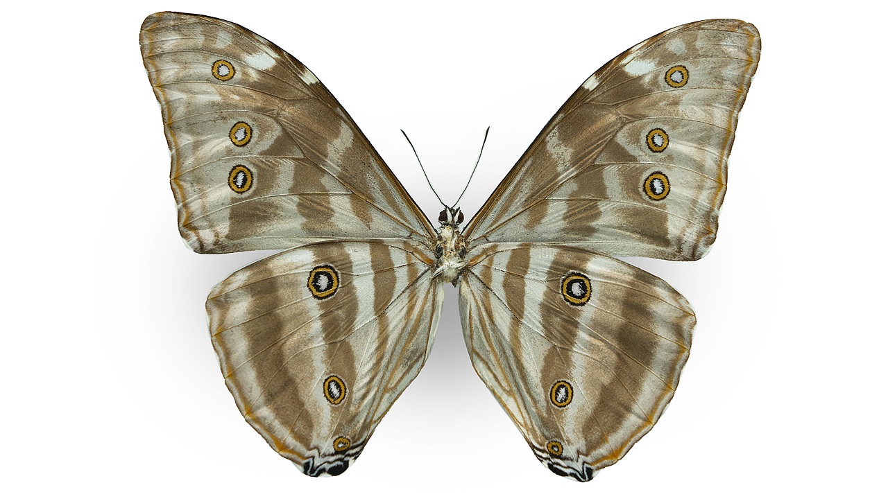 闪蝶标本展示（图ZNDA0MDkwMjgw） - 其他摄影 - 站酷设计师饭饭饭樊原创素材 - 站酷ZCOOL