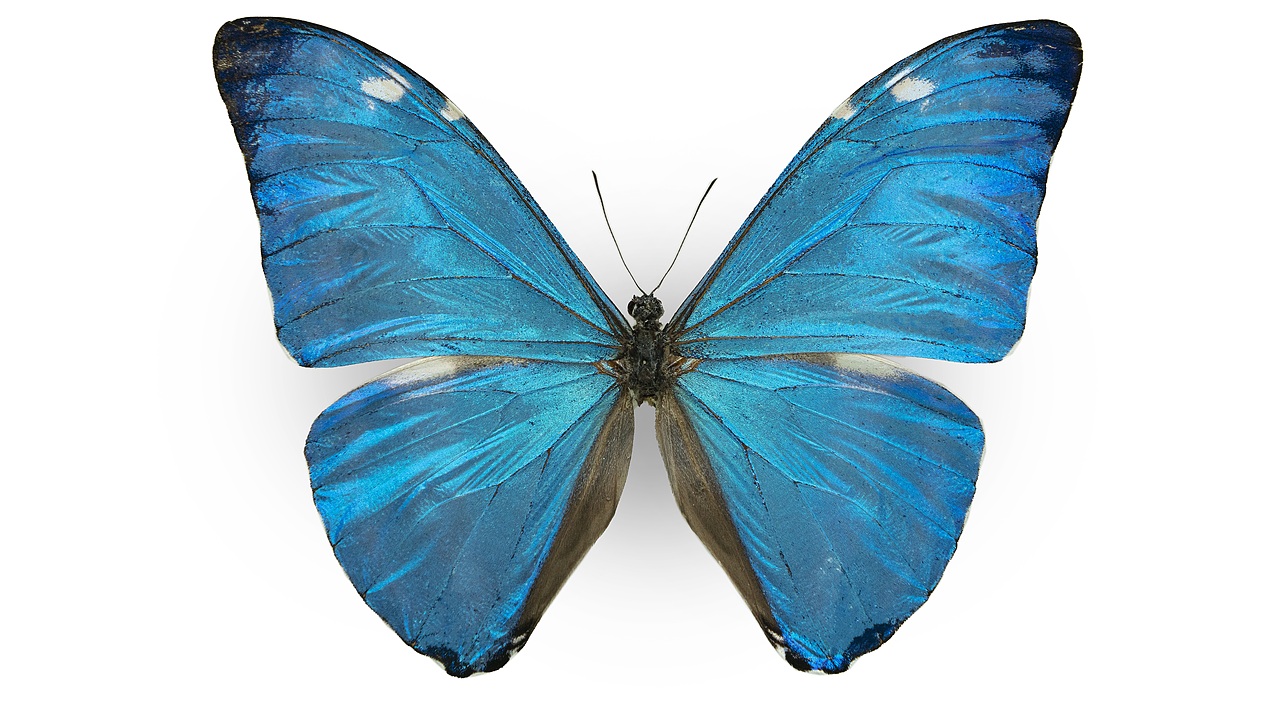 闪蝶标本展示（图ZNDA0MDkwMjk2） - 其他摄影 - 站酷设计师饭饭饭樊原创素材 - 站酷ZCOOL