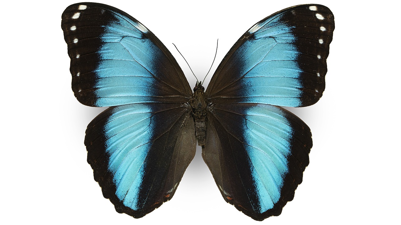 闪蝶标本展示（图ZNDA0MDkwMjky） - 其他摄影 - 站酷设计师饭饭饭樊原创素材 - 站酷ZCOOL