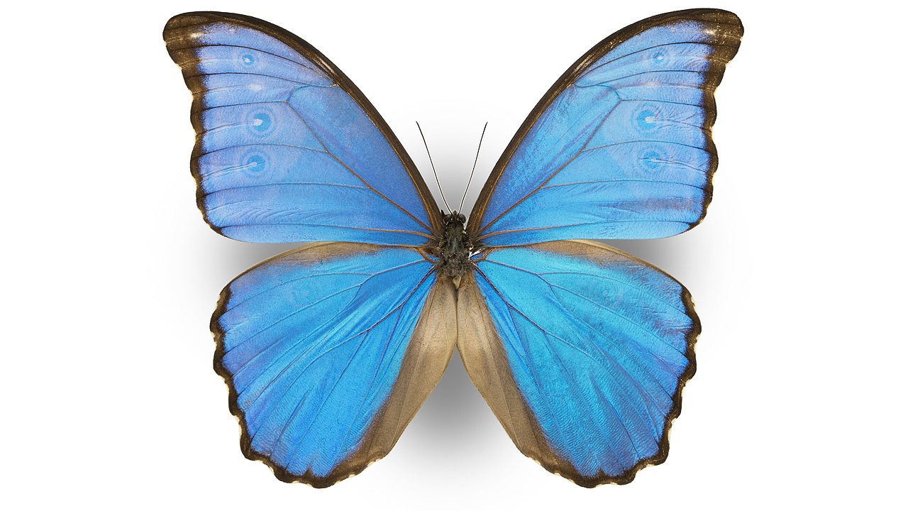 闪蝶标本展示（图ZNDA0MDkwMzcy） - 其他摄影 - 站酷设计师饭饭饭樊原创素材 - 站酷ZCOOL