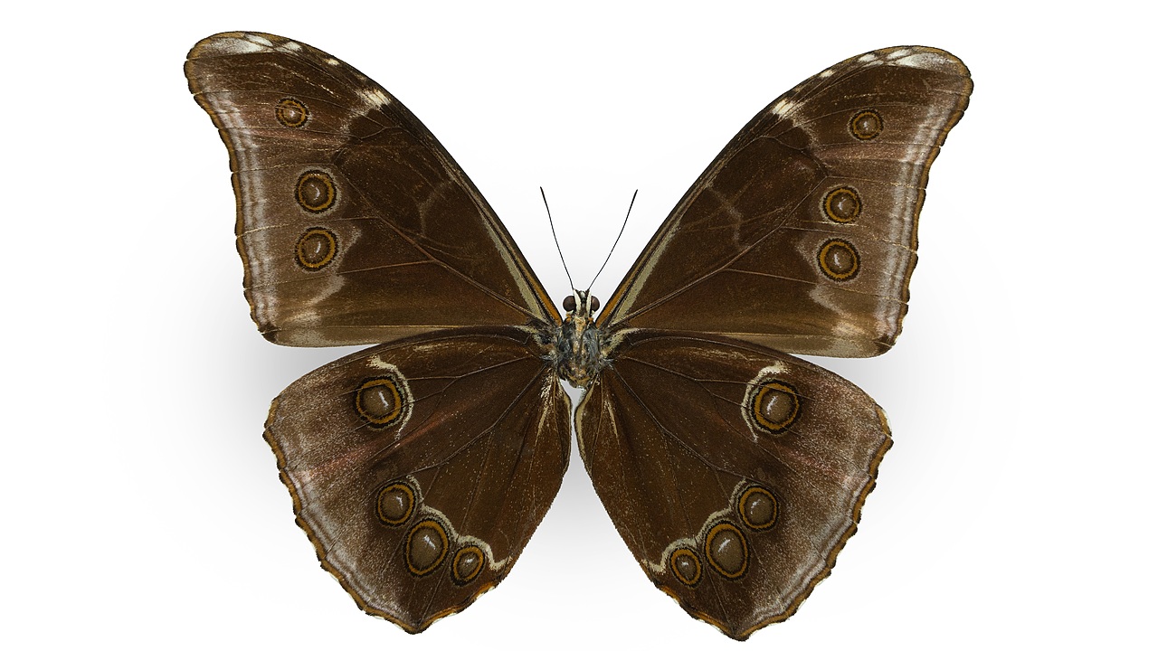 闪蝶标本展示（图ZNDA0MDkwNDI0） - 其他摄影 - 站酷设计师饭饭饭樊原创素材 - 站酷ZCOOL