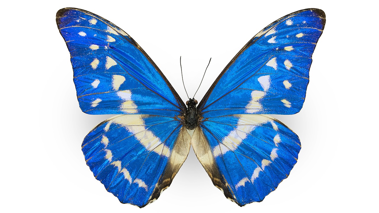 闪蝶标本展示（图ZNDA0MDkwMzg4） - 其他摄影 - 站酷设计师饭饭饭樊原创素材 - 站酷ZCOOL