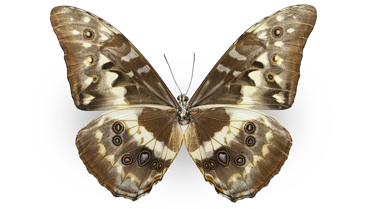 闪蝶标本展示（图ZNDA0MDkwMzk2） - 其他摄影 - 站酷设计师饭饭饭樊原创素材 - 站酷ZCOOL