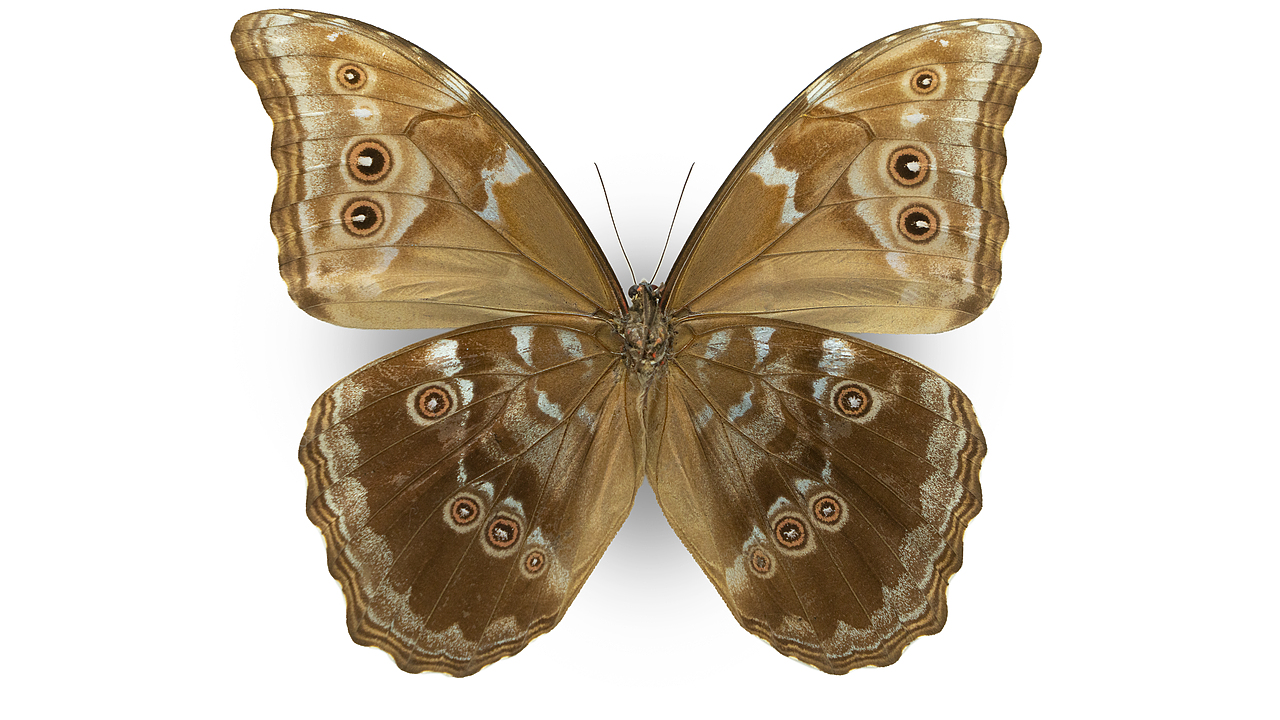 闪蝶标本展示（图ZNDA0MDkwMzY4） - 其他摄影 - 站酷设计师饭饭饭樊原创素材 - 站酷ZCOOL