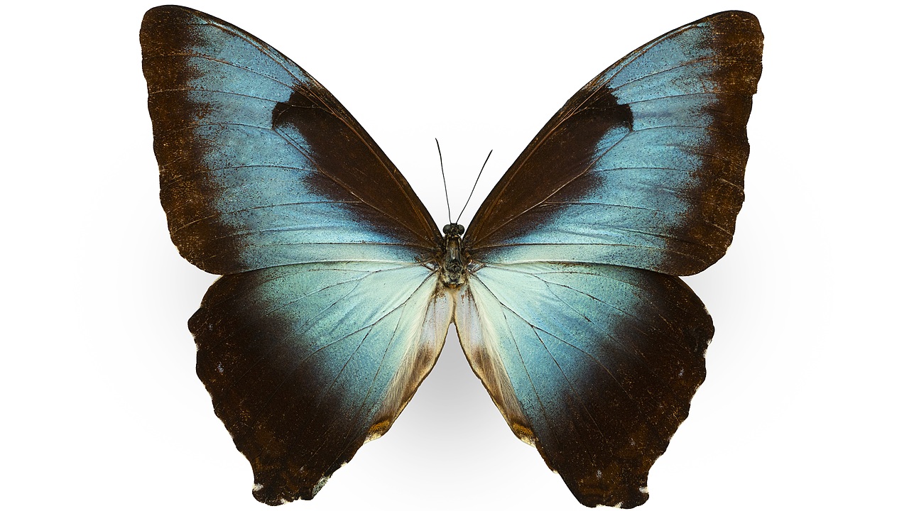 闪蝶标本展示（图ZNDA0MDkwNDk2） - 其他摄影 - 站酷设计师饭饭饭樊原创素材 - 站酷ZCOOL