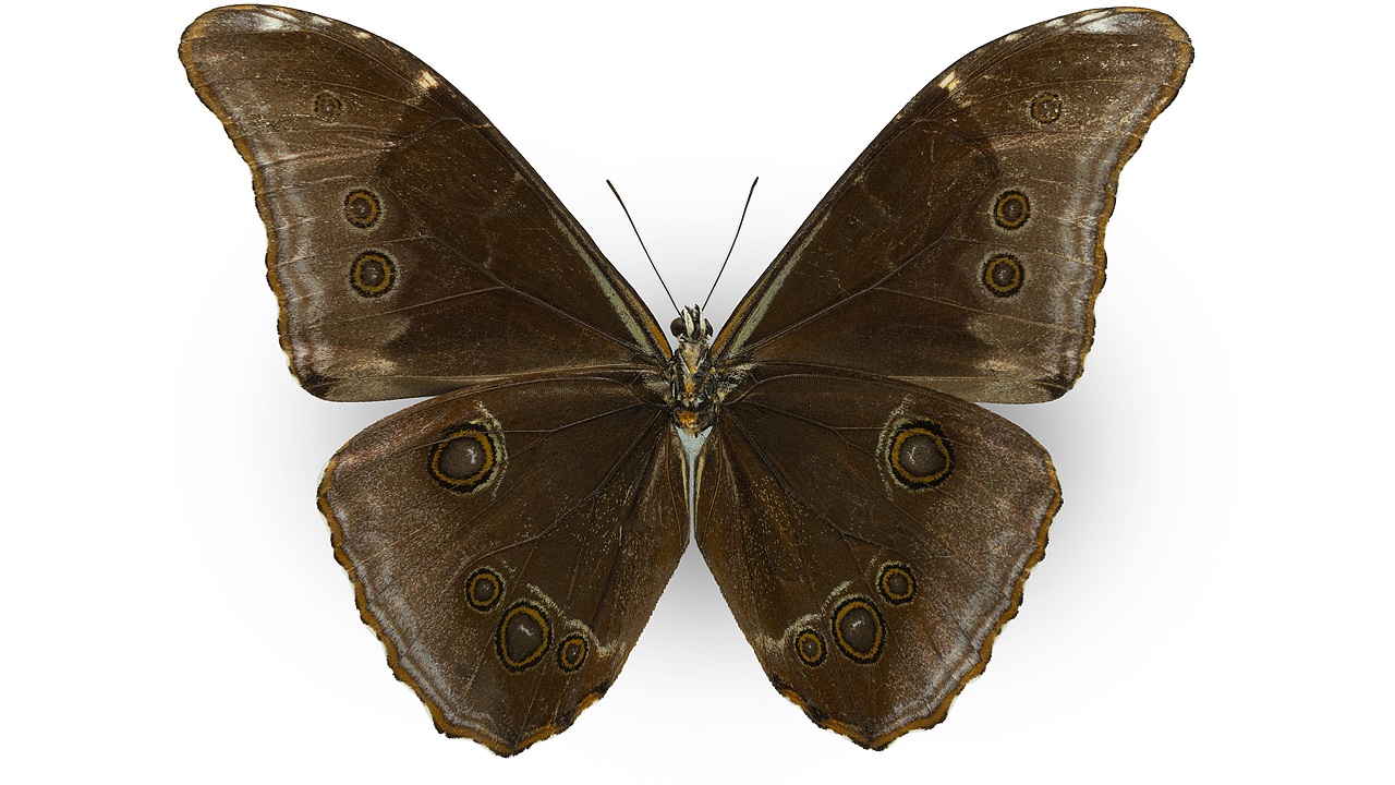 闪蝶标本展示（图ZNDA0MDkwNDA4） - 其他摄影 - 站酷设计师饭饭饭樊原创素材 - 站酷ZCOOL