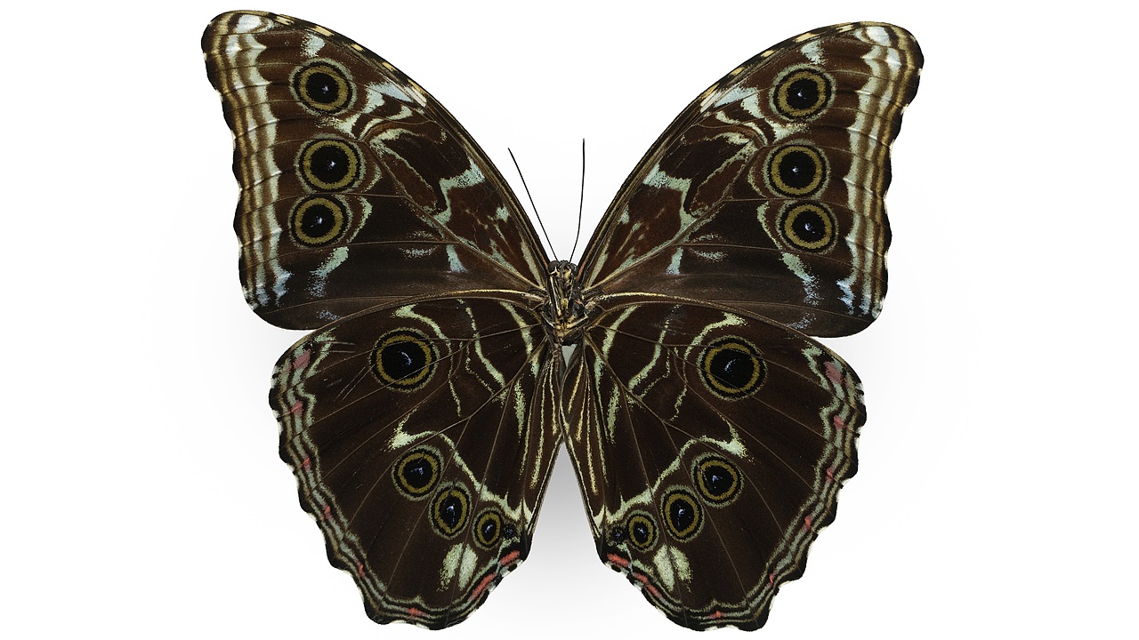 闪蝶标本展示（图ZNDA0MDkwNTA0） - 其他摄影 - 站酷设计师饭饭饭樊原创素材 - 站酷ZCOOL