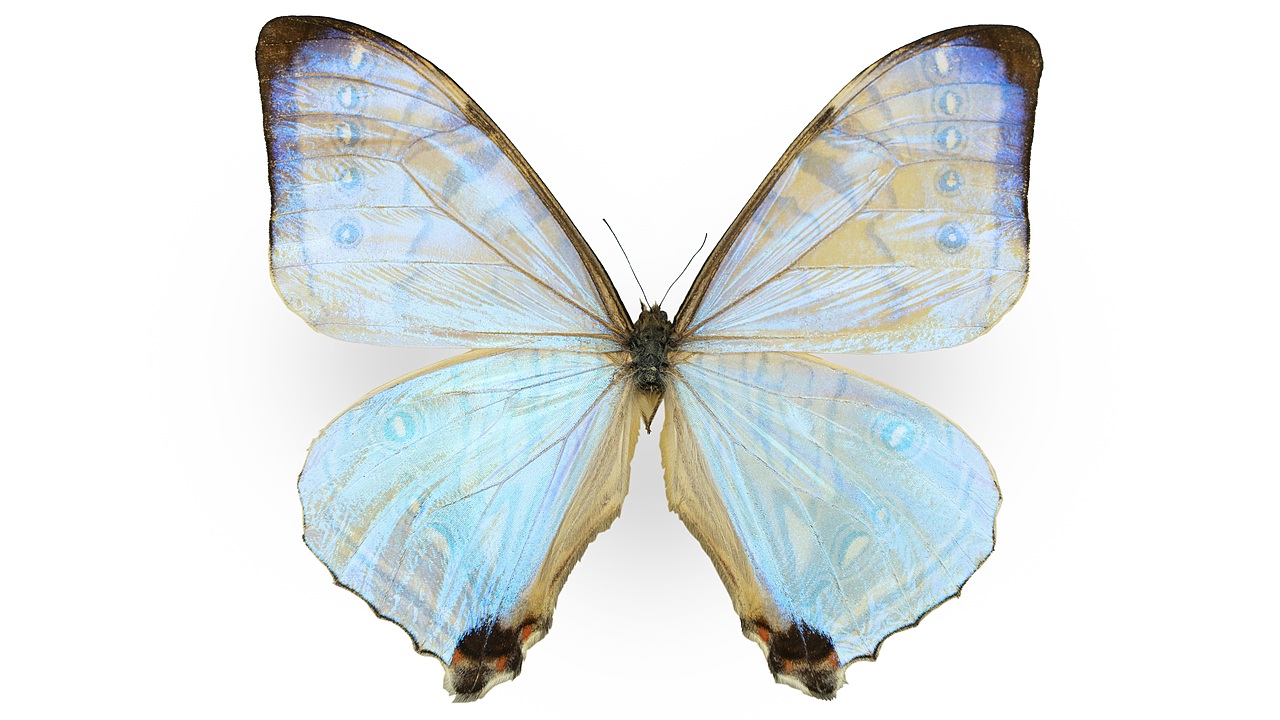 闪蝶标本展示（图ZNDA0MDkwNTgw） - 其他摄影 - 站酷设计师饭饭饭樊原创素材 - 站酷ZCOOL