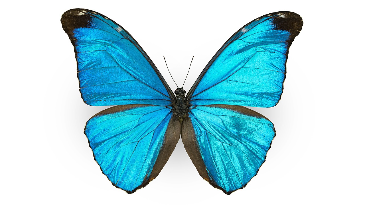 闪蝶标本展示（图ZNDA0MDkwNDIw） - 其他摄影 - 站酷设计师饭饭饭樊原创素材 - 站酷ZCOOL