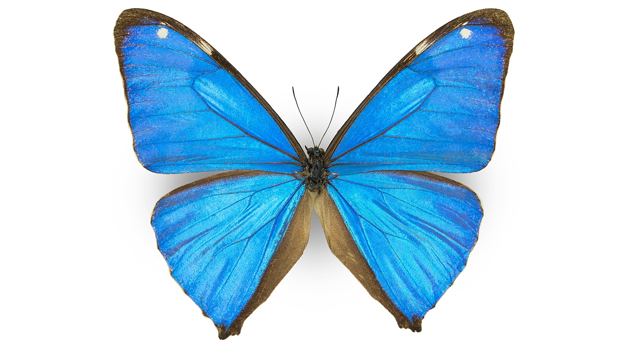 闪蝶标本展示（图ZNDA0MDkwMzc2） - 其他摄影 - 站酷设计师饭饭饭樊原创素材 - 站酷ZCOOL