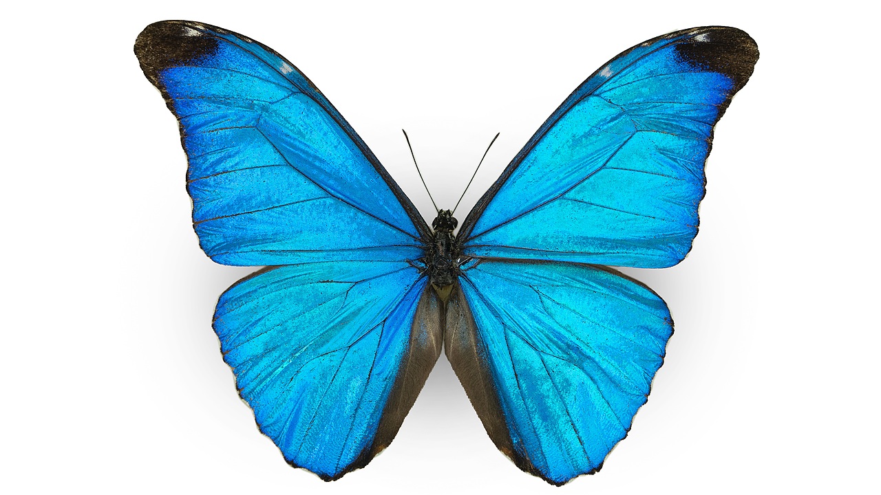 闪蝶标本展示（图ZNDA0MDkwNDAw） - 其他摄影 - 站酷设计师饭饭饭樊原创素材 - 站酷ZCOOL