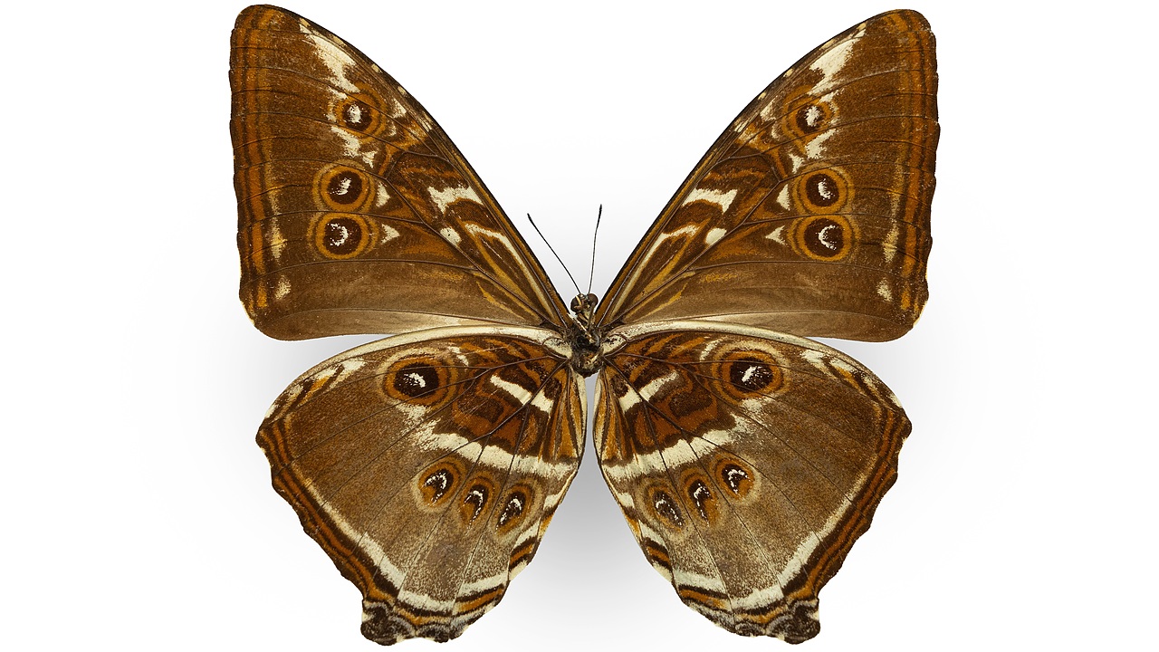 闪蝶标本展示（图ZNDA0MDkwNDky） - 其他摄影 - 站酷设计师饭饭饭樊原创素材 - 站酷ZCOOL