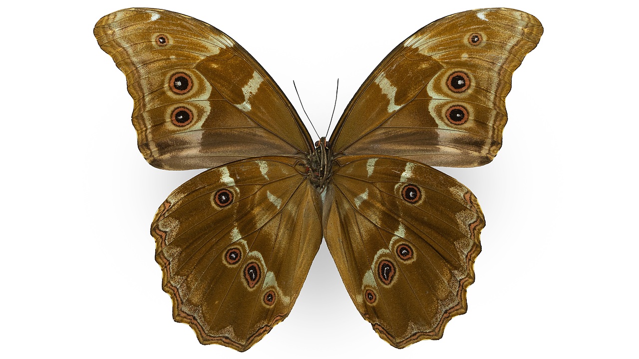 闪蝶标本展示（图ZNDA0MDkwNDM2） - 其他摄影 - 站酷设计师饭饭饭樊原创素材 - 站酷ZCOOL