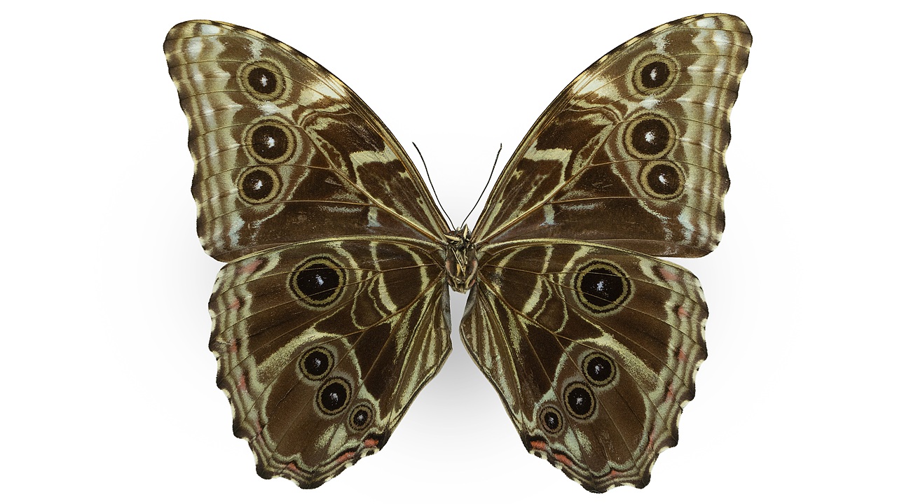 闪蝶标本展示（图ZNDA0MDkwNDgw） - 其他摄影 - 站酷设计师饭饭饭樊原创素材 - 站酷ZCOOL