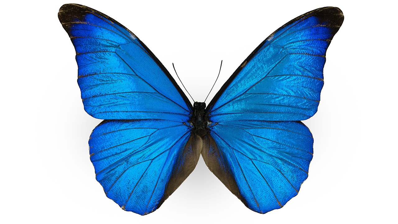 闪蝶标本展示（图ZNDA0MDkwNDUy） - 其他摄影 - 站酷设计师饭饭饭樊原创素材 - 站酷ZCOOL