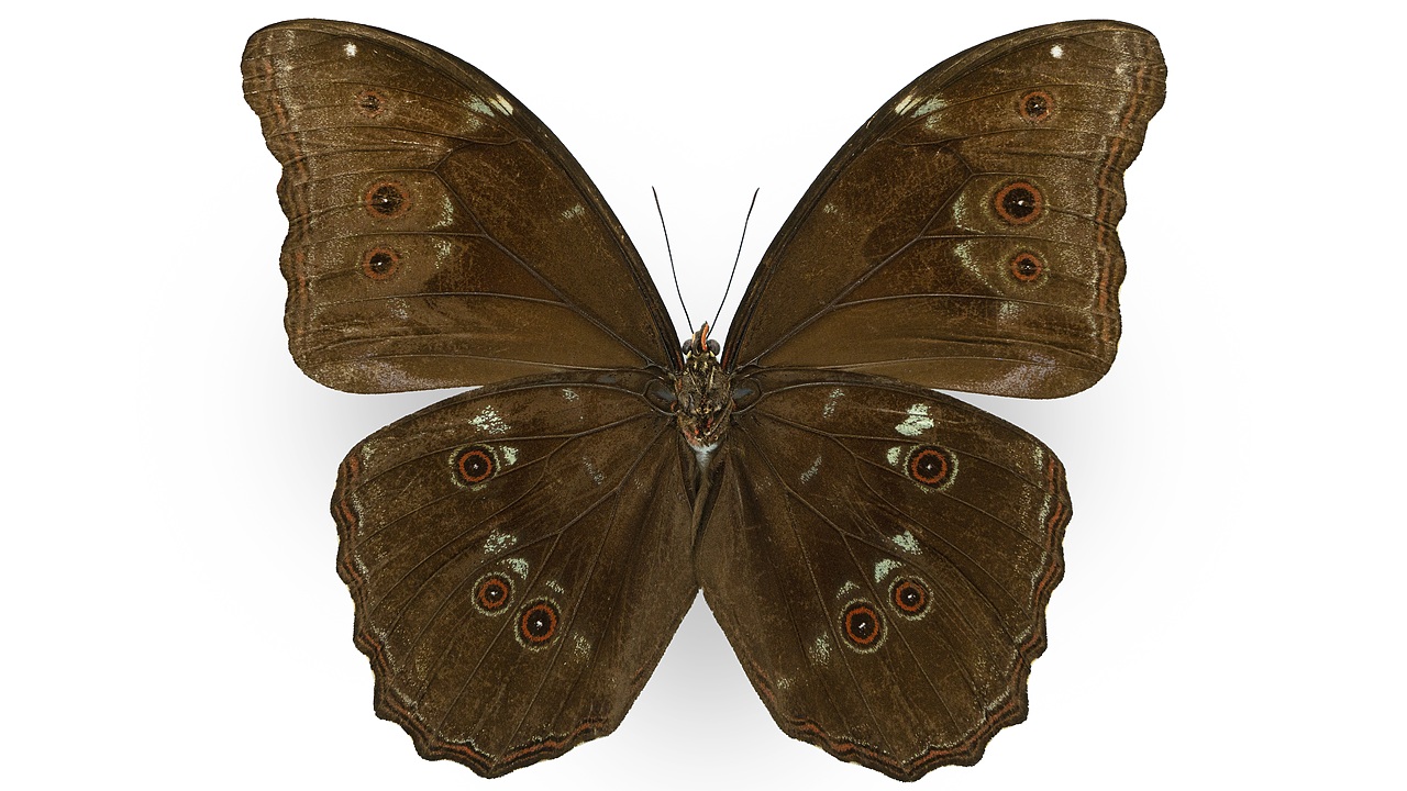 闪蝶标本展示（图ZNDA0MDkwNDYw） - 其他摄影 - 站酷设计师饭饭饭樊原创素材 - 站酷ZCOOL