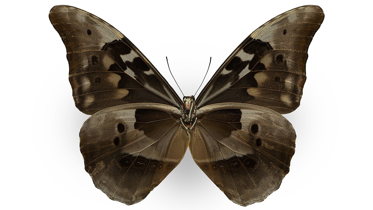 闪蝶标本展示（图ZNDA0MDkwNDU2） - 其他摄影 - 站酷设计师饭饭饭樊原创素材 - 站酷ZCOOL