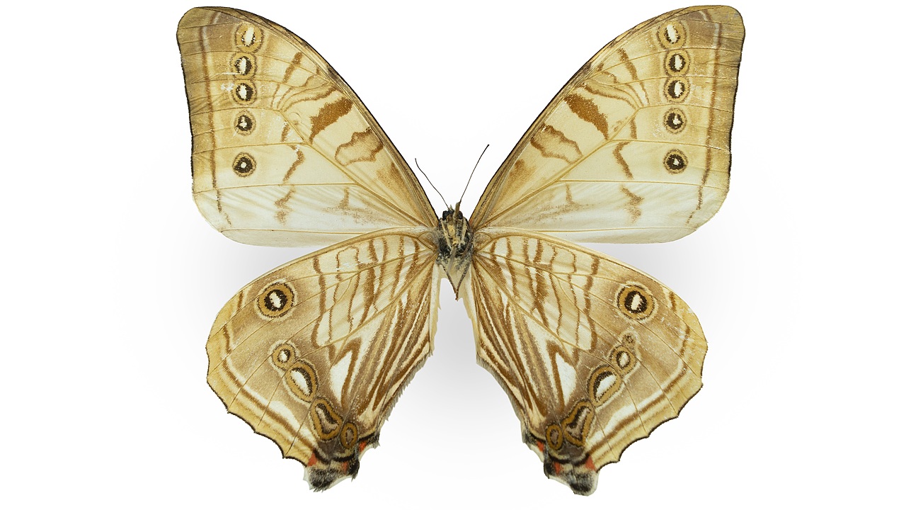 闪蝶标本展示（图ZNDA0MDkwNTg0） - 其他摄影 - 站酷设计师饭饭饭樊原创素材 - 站酷ZCOOL