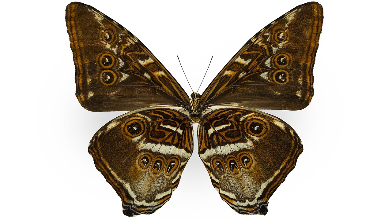 闪蝶标本展示（图ZNDA0MDkwNjAw） - 其他摄影 - 站酷设计师饭饭饭樊原创素材 - 站酷ZCOOL