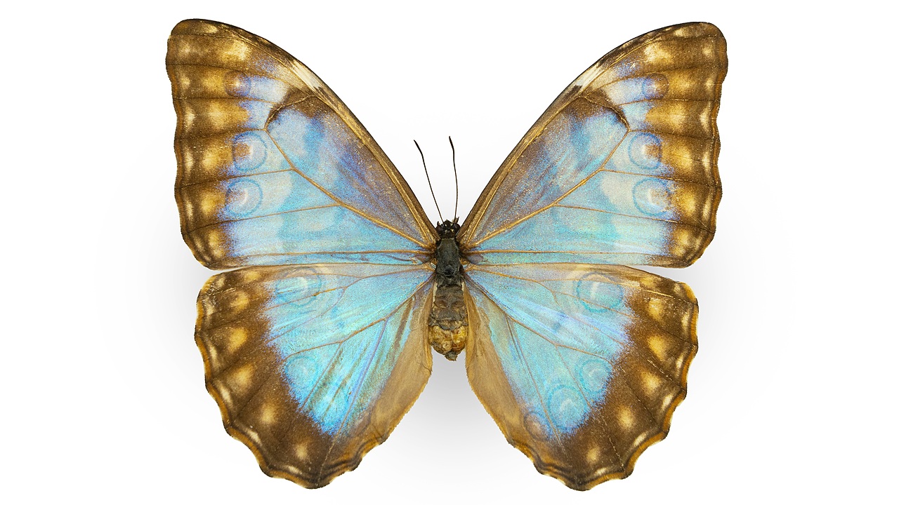 闪蝶标本展示（图ZNDA0MDkwNDcy） - 其他摄影 - 站酷设计师饭饭饭樊原创素材 - 站酷ZCOOL