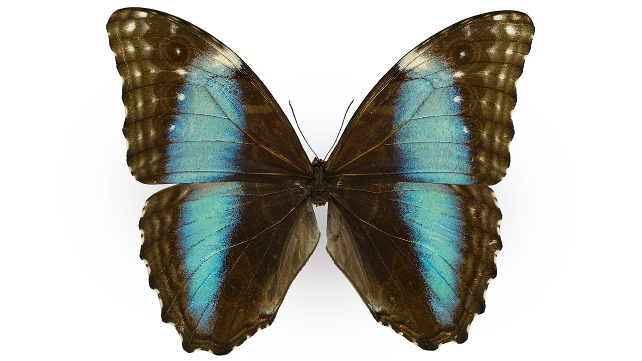 闪蝶标本展示（图ZNDA0MDkwNDg0） - 其他摄影 - 站酷设计师饭饭饭樊原创素材 - 站酷ZCOOL