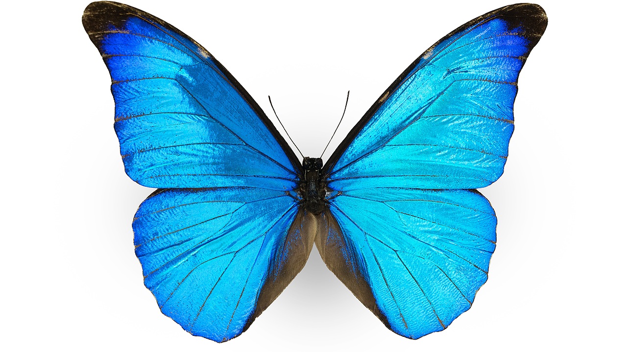 闪蝶标本展示（图ZNDA0MDkwNDQ4） - 其他摄影 - 站酷设计师饭饭饭樊原创素材 - 站酷ZCOOL