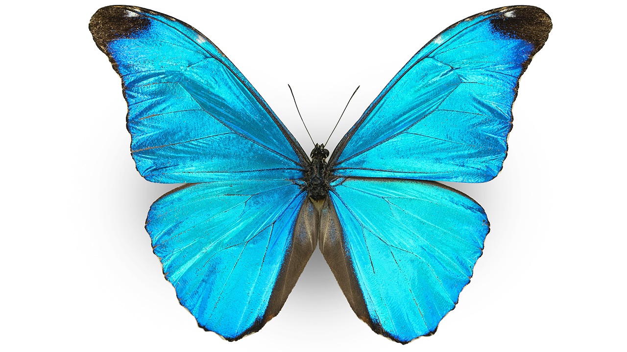 闪蝶标本展示（图ZNDA0MDkwNDA0） - 其他摄影 - 站酷设计师饭饭饭樊原创素材 - 站酷ZCOOL