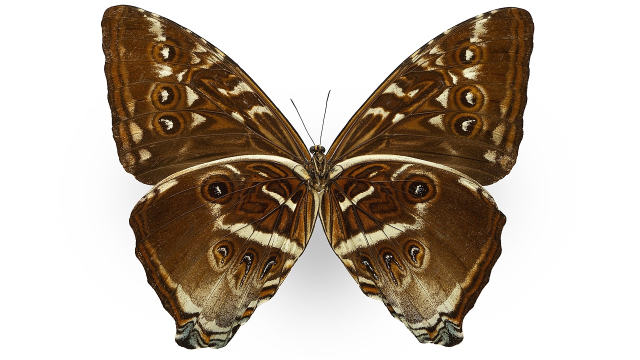 闪蝶标本展示（图ZNDA0MDkwNTAw） - 其他摄影 - 站酷设计师饭饭饭樊原创素材 - 站酷ZCOOL