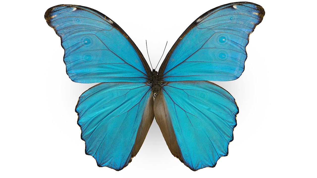 闪蝶标本展示（图ZNDA0MDkwNDI4） - 其他摄影 - 站酷设计师饭饭饭樊原创素材 - 站酷ZCOOL