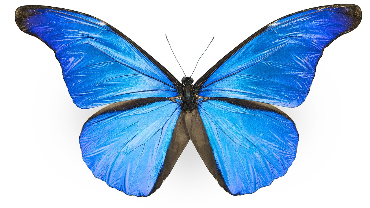 闪蝶标本展示（图ZNDA0MDkwNjA4） - 其他摄影 - 站酷设计师饭饭饭樊原创素材 - 站酷ZCOOL